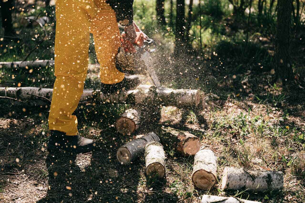 The Steps Involved in Our Tree Care Process in Lester Prairie, MN